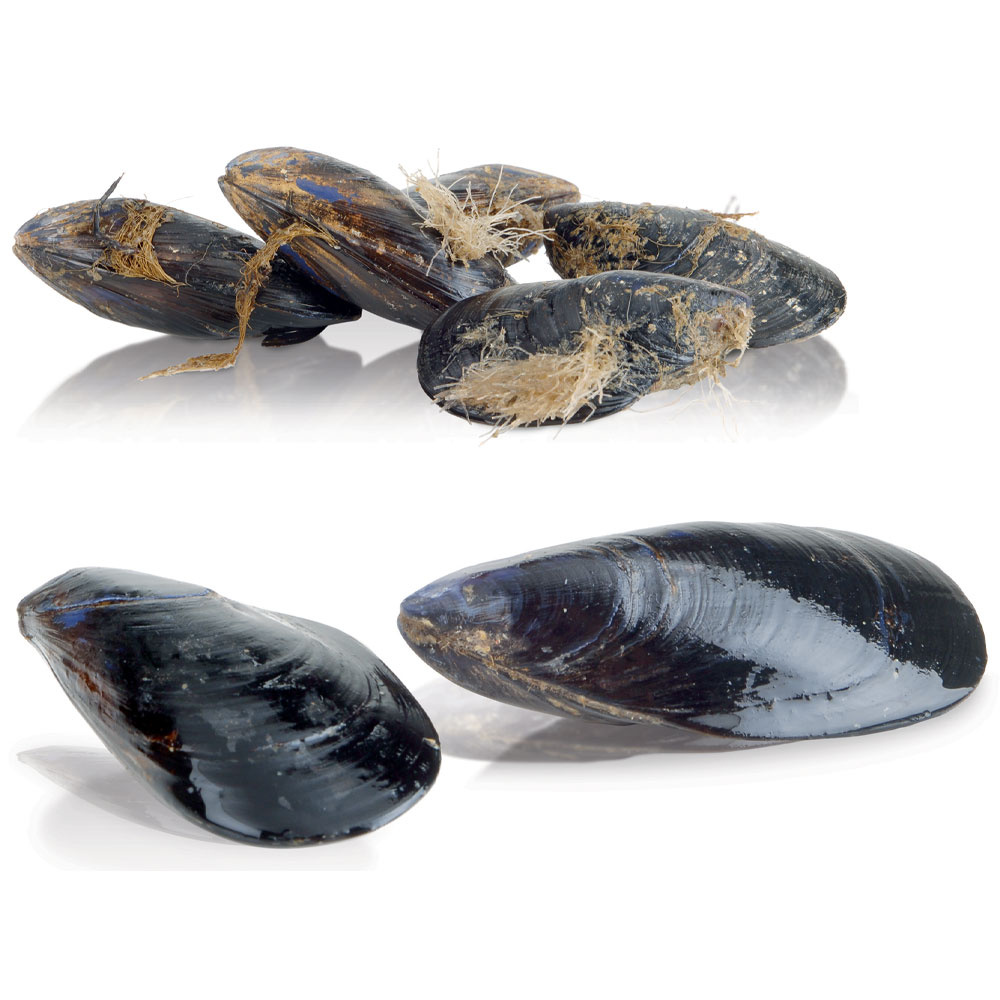 Mosselenreiniger op poten, 18 kg, productie 250 kg/u. - Afbeelding 2